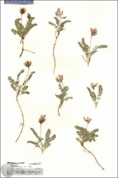 URN_catalog_HBHinton_herbarium_18871.jpg.jpg