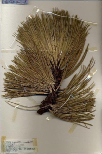 URN_catalog_HBHinton_herbarium_19394.jpg.jpg