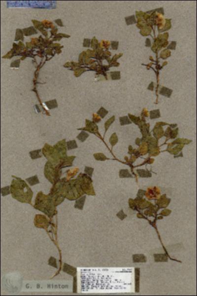 URN_catalog_HBHinton_herbarium_17347.jpg.jpg