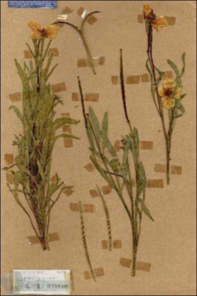 URN_catalog_HBHinton_herbarium_17450.jpg.jpg
