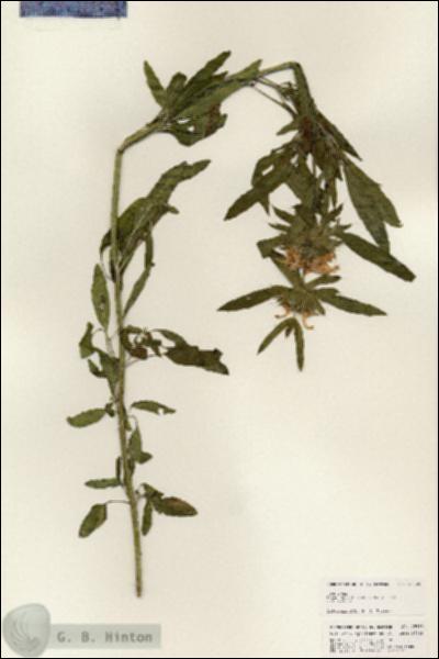 URN_catalog_HBHinton_herbarium_25396.jpg.jpg