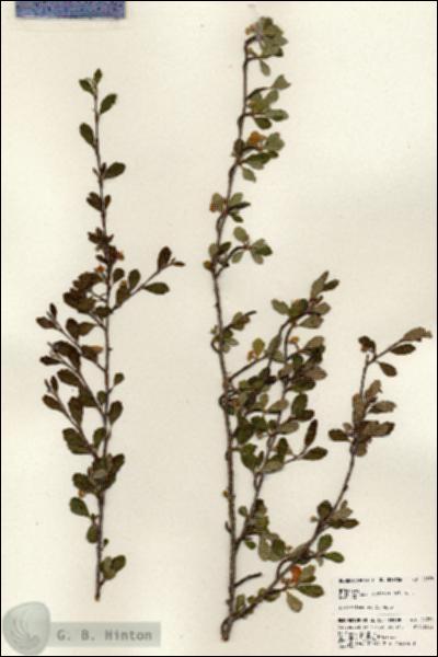 URN_catalog_HBHinton_herbarium_24378.jpg.jpg
