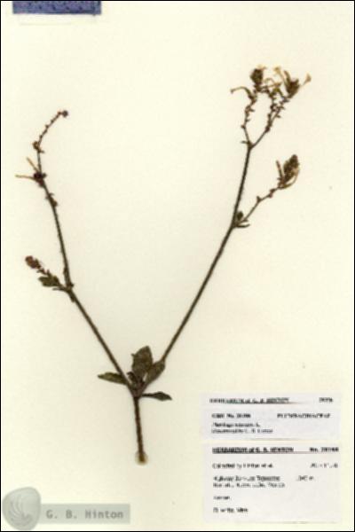 URN_catalog_HBHinton_herbarium_28198.jpg.jpg