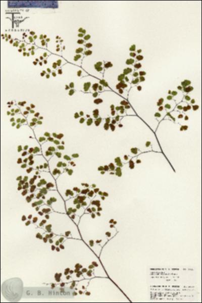 URN_catalog_HBHinton_herbarium_26424.jpg.jpg