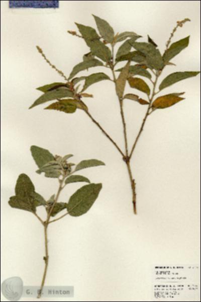 URN_catalog_HBHinton_herbarium_24149.jpg.jpg