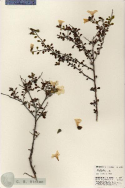 URN_catalog_HBHinton_herbarium_24731.jpg.jpg