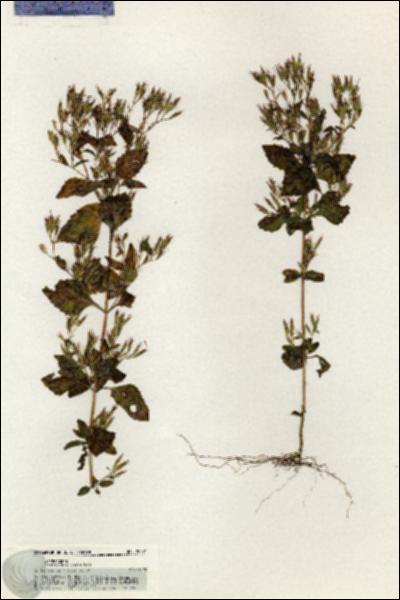 URN_catalog_HBHinton_herbarium_20871.jpg.jpg