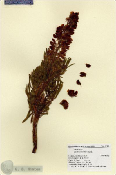 URN_catalog_HBHinton_herbarium_17002.jpg.jpg