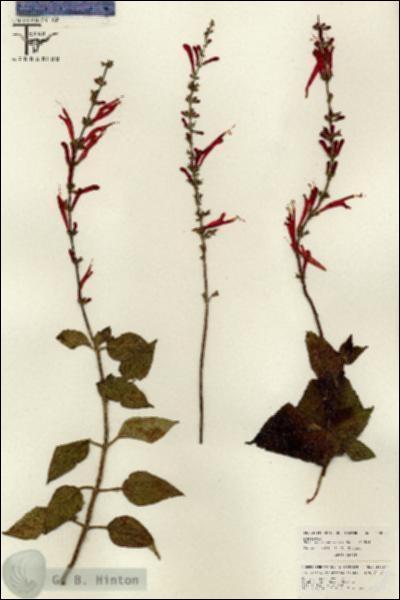 URN_catalog_HBHinton_herbarium_26007.jpg.jpg