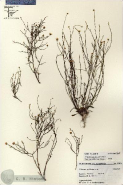 URN_catalog_HBHinton_herbarium_25874.jpg.jpg