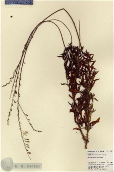 URN_catalog_HBHinton_herbarium_22090.jpg.jpg