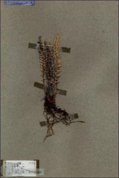 URN_catalog_HBHinton_herbarium_19031.jpg.jpg