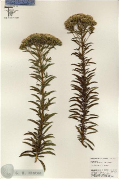 URN_catalog_HBHinton_herbarium_25592.jpg.jpg