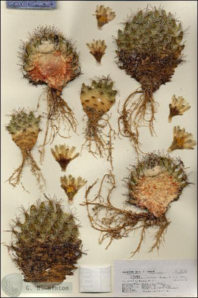 URN_catalog_HBHinton_herbarium_27111.jpg.jpg