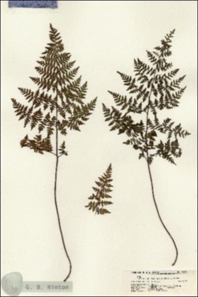 URN_catalog_HBHinton_herbarium_21675.jpg.jpg