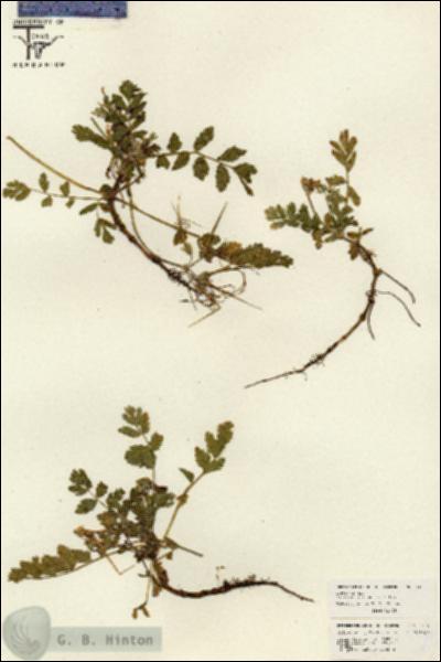 URN_catalog_HBHinton_herbarium_26190.jpg.jpg