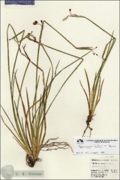 URN_catalog_HBHinton_herbarium_22959.jpg.jpg