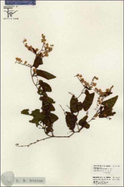 URN_catalog_HBHinton_herbarium_26488.jpg.jpg