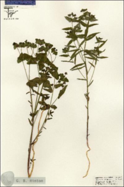 URN_catalog_HBHinton_herbarium_25423.jpg.jpg