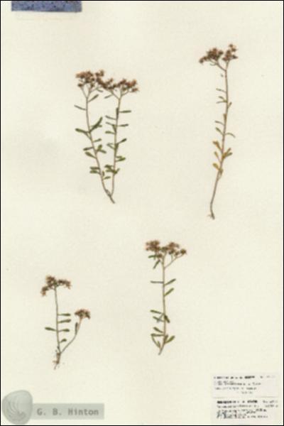 URN_catalog_HBHinton_herbarium_23917.jpg.jpg
