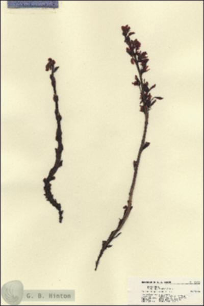URN_catalog_HBHinton_herbarium_22430.jpg.jpg