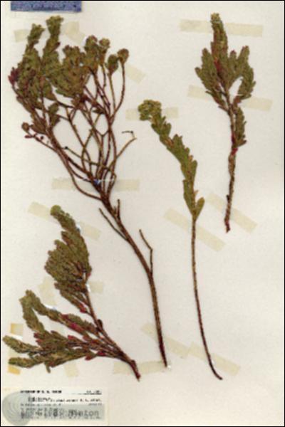 URN_catalog_HBHinton_herbarium_20202.jpg.jpg