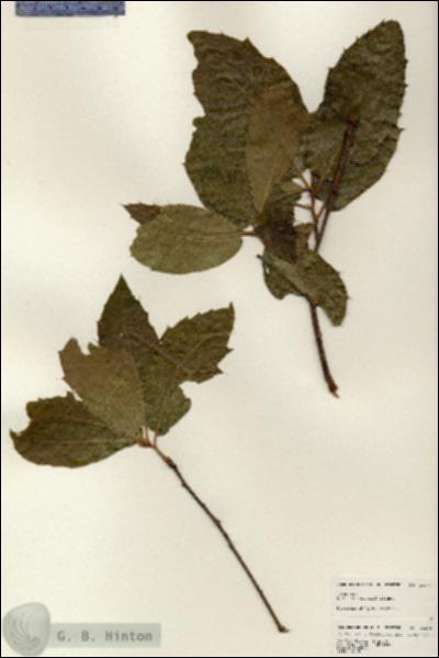 URN_catalog_HBHinton_herbarium_25271.jpg.jpg