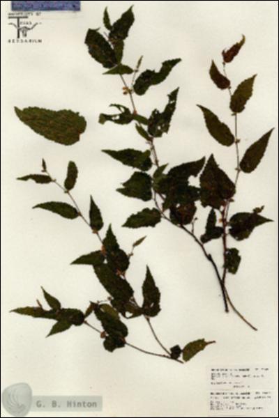 URN_catalog_HBHinton_herbarium_26490.jpg.jpg