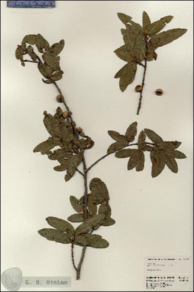 URN_catalog_HBHinton_herbarium_23416.jpg.jpg