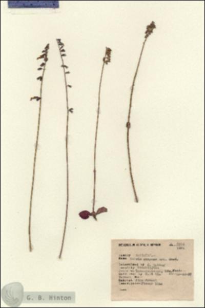 URN_catalog_HBHinton_herbarium_5332.jpg.jpg