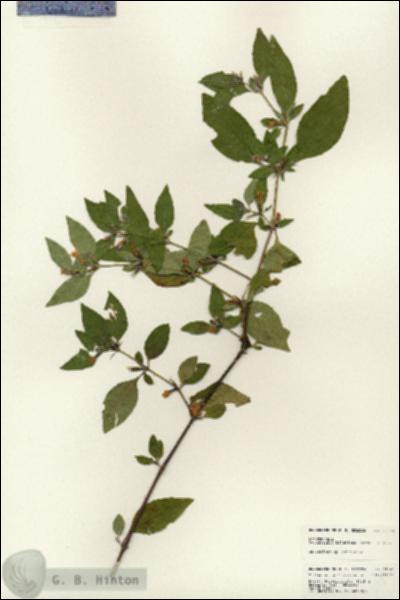 URN_catalog_HBHinton_herbarium_24842.jpg.jpg