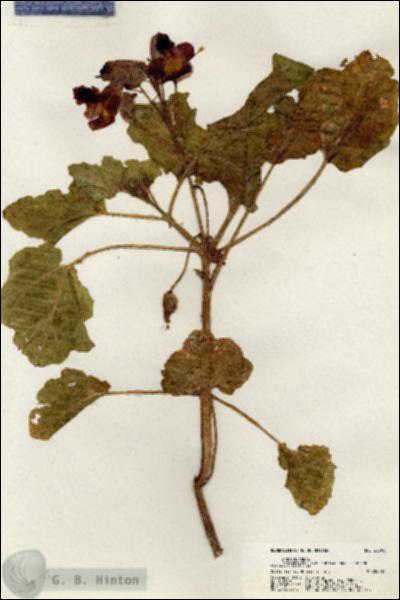 URN_catalog_HBHinton_herbarium_20598.jpg.jpg