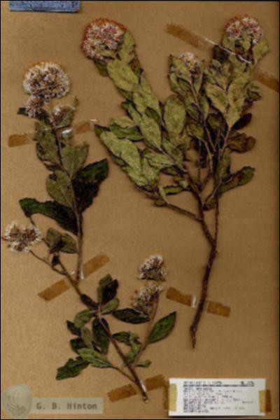 URN_catalog_HBHinton_herbarium_19036.jpg.jpg