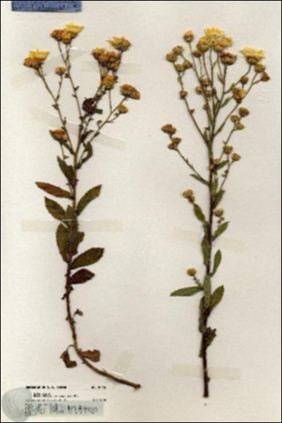 URN_catalog_HBHinton_herbarium_20096.jpg.jpg