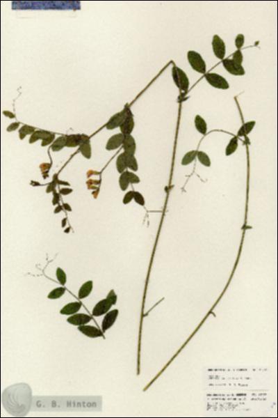 URN_catalog_HBHinton_herbarium_25297.jpg.jpg