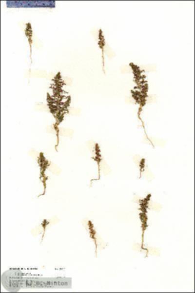 URN_catalog_HBHinton_herbarium_19747.jpg.jpg