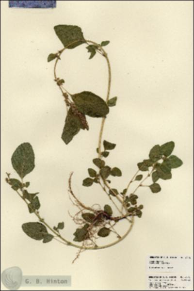 URN_catalog_HBHinton_herbarium_23502.jpg.jpg