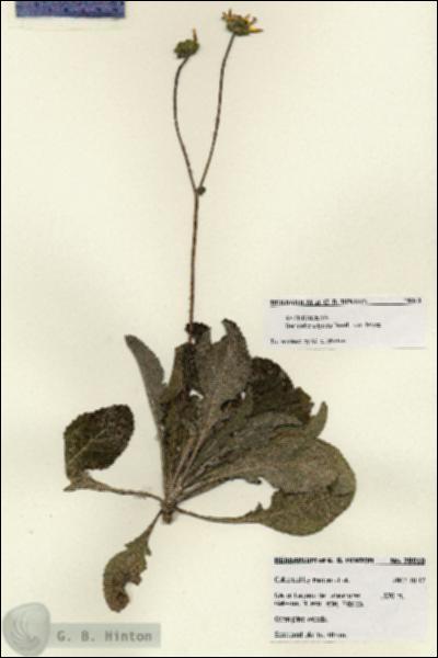 URN_catalog_HBHinton_herbarium_28010.jpg.jpg