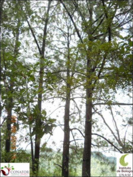 71546_S1_ARC_20130903_006_002.jpg.jpg