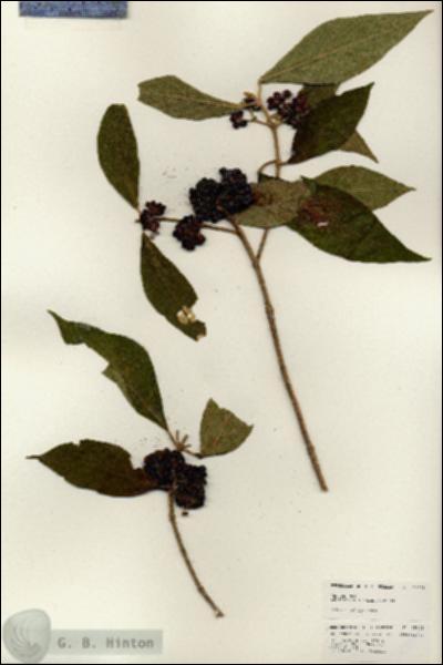 URN_catalog_HBHinton_herbarium_25009.jpg.jpg