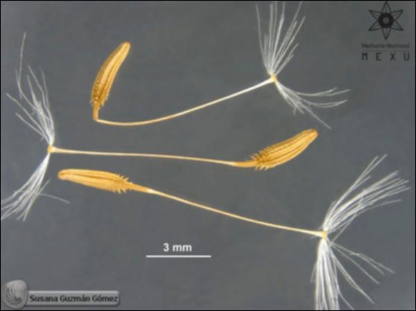 Taraxacum-officinale-FS1298-sem.jpg.jpg