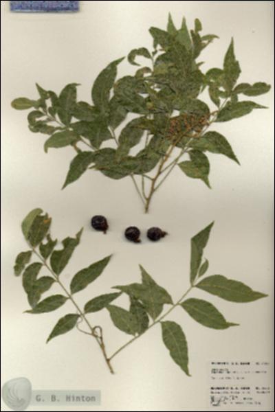 URN_catalog_HBHinton_herbarium_24203.jpg.jpg