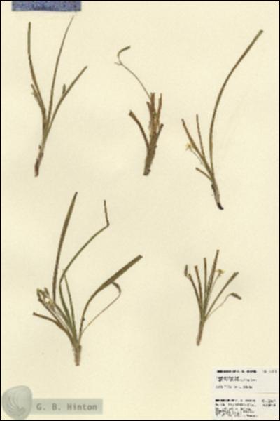 URN_catalog_HBHinton_herbarium_23271.jpg.jpg