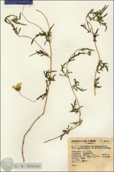 URN_catalog_HBHinton_herbarium_6425.jpg.jpg