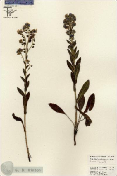 URN_catalog_HBHinton_herbarium_26063.jpg.jpg