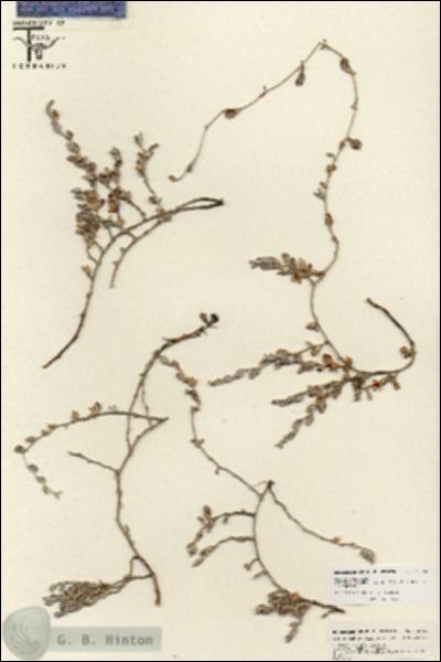 URN_catalog_HBHinton_herbarium_25760.jpg.jpg