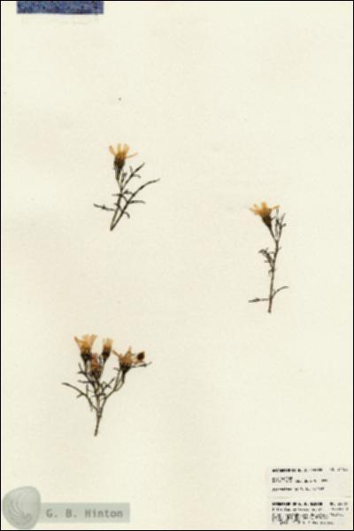 URN_catalog_HBHinton_herbarium_24766.jpg.jpg
