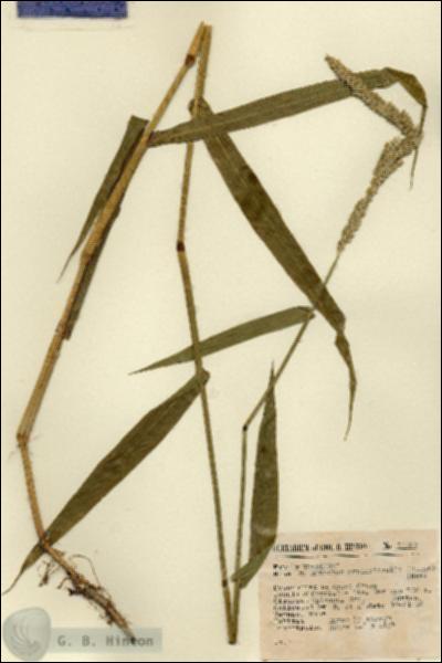 URN_catalog_HBHinton_herbarium_14697.jpg.jpg