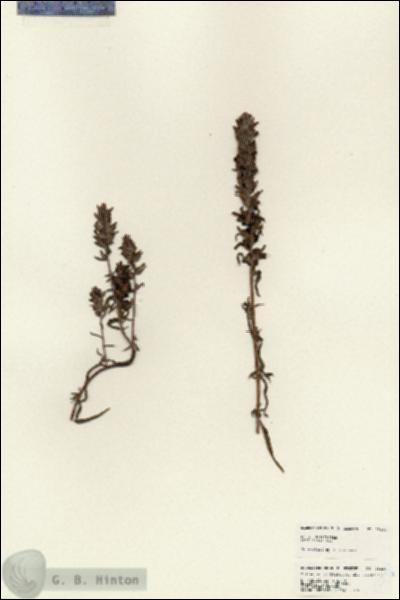 URN_catalog_HBHinton_herbarium_25238.jpg.jpg