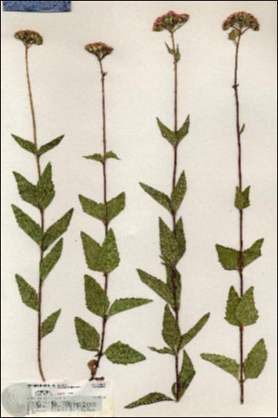 URN_catalog_HBHinton_herbarium_20481.jpg.jpg